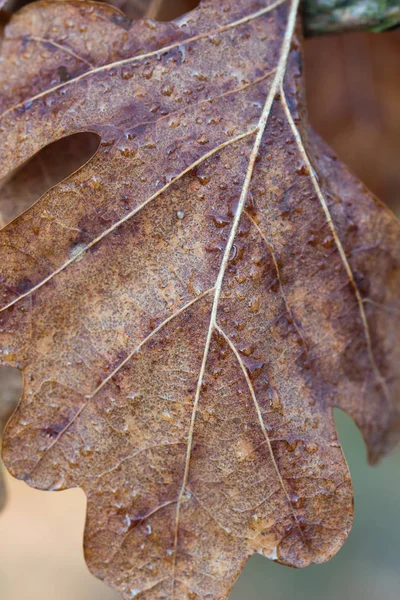 Folha de carvalho de outono molhado marrom no galho macro — Fotografia de Stock