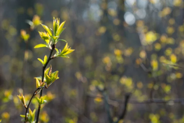 Premier printemps petites feuilles sur les brindilles dans la forêt — Photo
