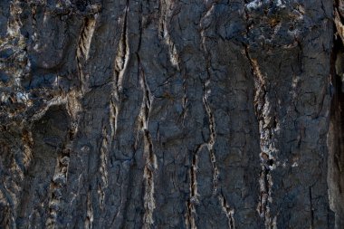 Ağaç kabuğu arka plan doku yanmış 