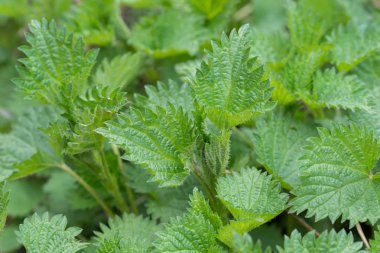 ısırgan otu bahar yaprakları makro