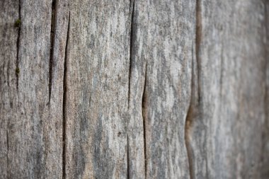 eski ağaç gövde arka plan doku seçici odak 