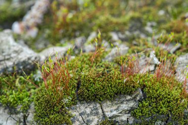 Ağaç kabuğu makro üzerinde yosun sprophytes