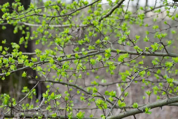 Aubépine arbre printemps feuilles sur rameau gros plan — Photo