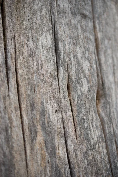 Gamla träd bålen bakgrund textur selektivt fokus — Stockfoto