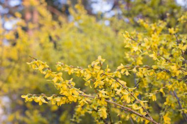hor çiçeği çiçek dal üzerinde 