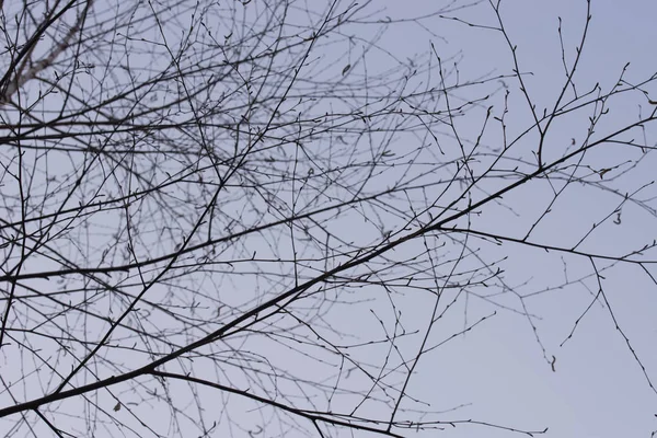 bare birch tree branches on blue sky selective focus