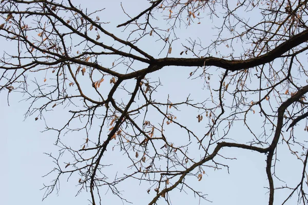 Kale Robinia boomtakken op Blue Sky selectieve focus — Stockfoto