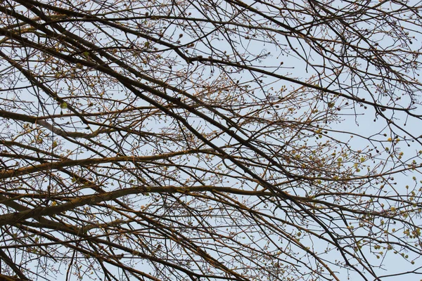 Bare maple tree branches on blue sky selective focus — Stock Photo, Image