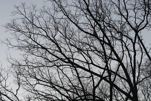 Bare oak tree branches on blue sky selective focus — Stock Photo, Image