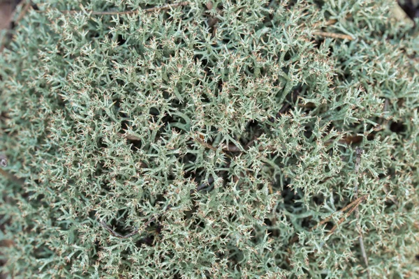 Flechten-Makro von Cladonia portentosa — Stockfoto