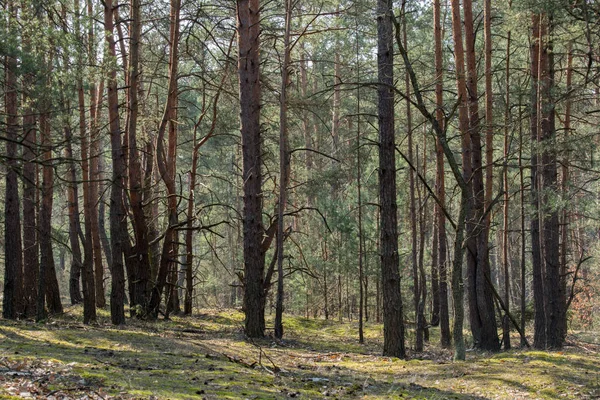 Bosque de pino en día soleado — Foto de Stock