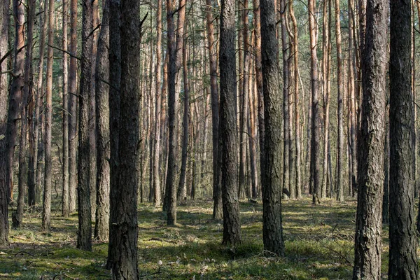 Bosque de pino en día soleado — Foto de Stock