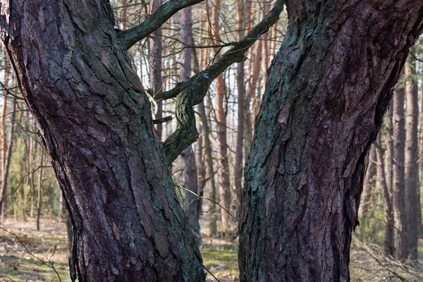 Fenyőfa fatörzsek az erdőben — Stock Fotó