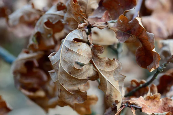 Foglie di quercia marrone autunno su ramoscello macro — Foto Stock