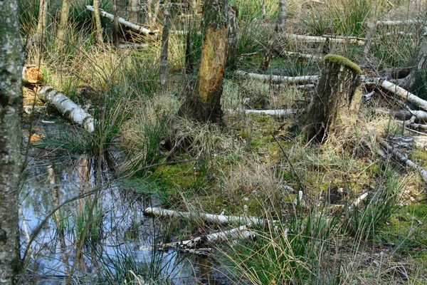 Våt Marks landskap solig dag — Stockfoto