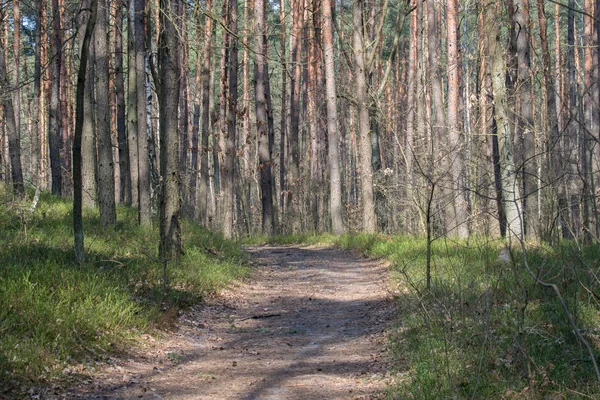 Деревенская дорога в сосновом лесу — стоковое фото