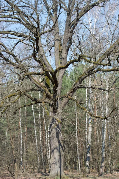 Holý dub v lese — Stock fotografie