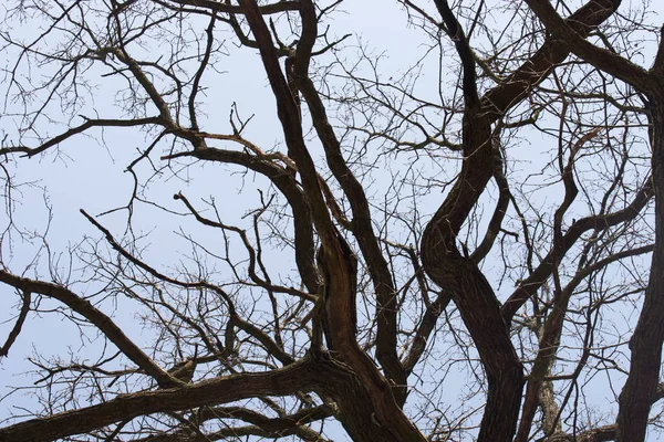 Ramas de roble desnudo en el cielo azul enfoque selectivo —  Fotos de Stock