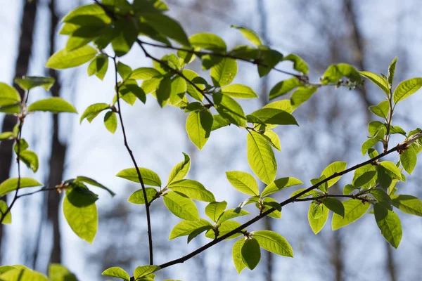Green spring leabes macro on blue sky backgrtound backlit — Stock Photo, Image