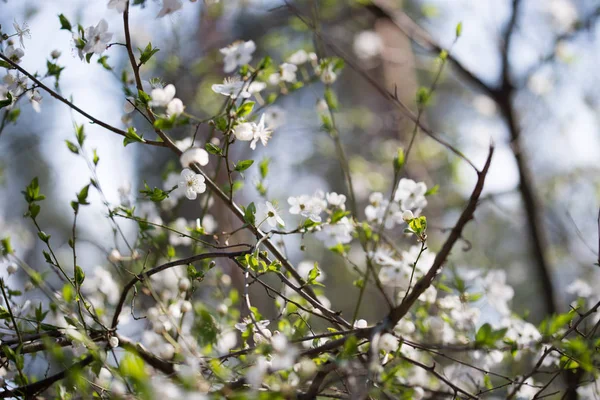 Fleur de printemps de mirabelle prune — Photo