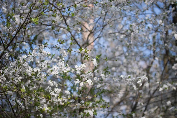 梅花的春花 — 图库照片