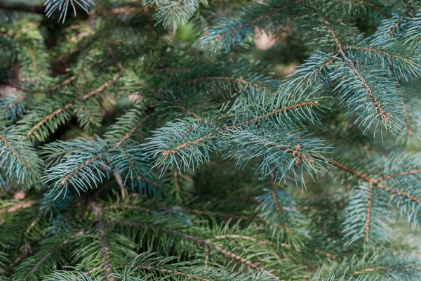 Fresh spruce twigs macro — Stock Photo, Image