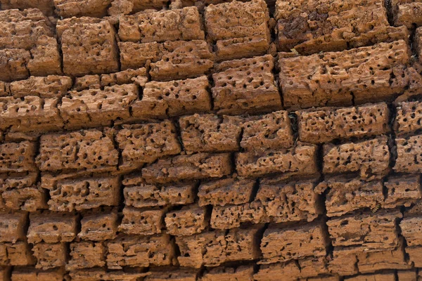 Wood texture eaten by bark beetle, borer — Stock Photo, Image