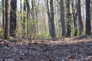 Patika bahar orman içinde