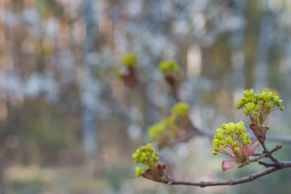 Maple Flower Twig Macro Selective Focus — Stock Photo, Image