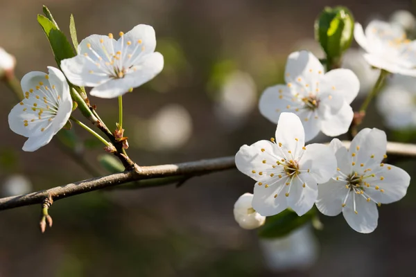 Blossom of mirabelle plum macro — Stock Photo, Image