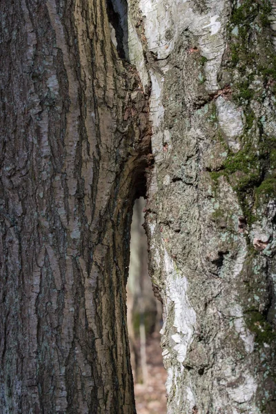 Duas árvores de carvalho e vidoeiro crescidos juntos — Fotografia de Stock