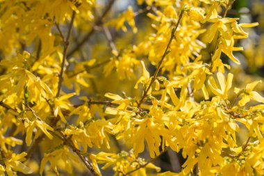 güneşli bir gün üzerinde Forsythia çiçekler