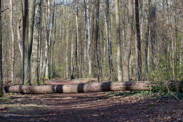 Albero caduto nella foresta primaverile — Foto Stock