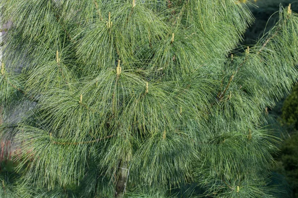 Pinus wallichiana bhutan kiefer, himalaya kiefer — Stockfoto