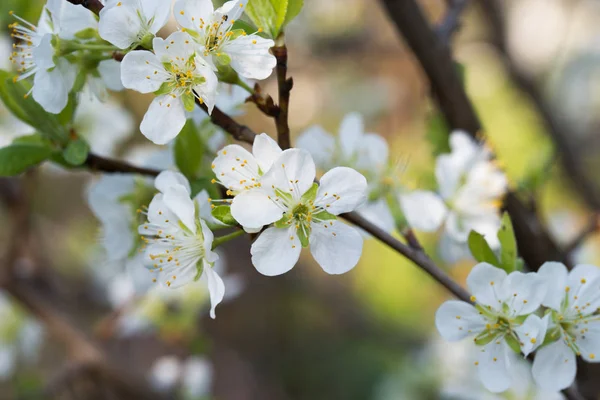 Blossom of mirabelle plum macro — Stock Photo, Image