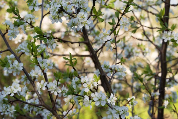 Fleur de mirabelle prune macro — Photo