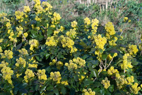 mahonia aquifolium, sarı çiçeklerile oregon-üzüm çalı