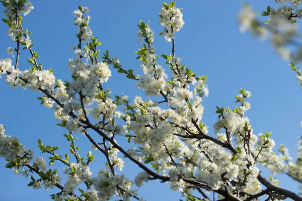 Prunus blanc avium, cerise sauvage, cerise douce ou fleurs de haricot — Photo