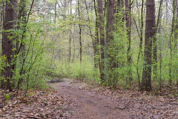 Pěšina v lese na jaře — Stock fotografie
