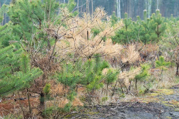 森林中生病的干松树 — 图库照片