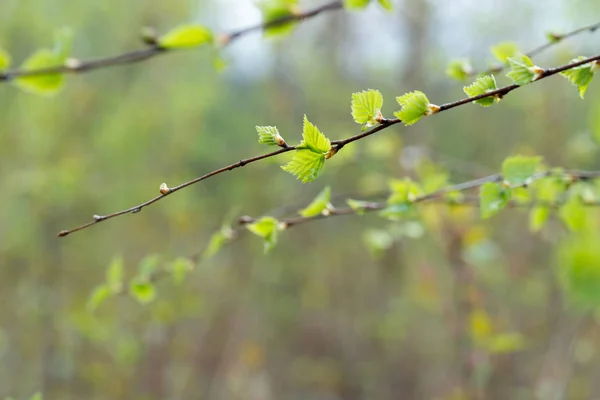 Tavaszi nyírfa levelek és bimbók a twid makró — Stock Fotó