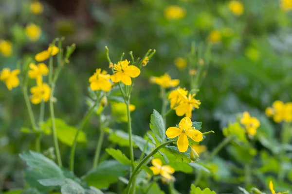 Chelidonium majus, większa celandyna, nipplewort, żółty kwiat — Zdjęcie stockowe