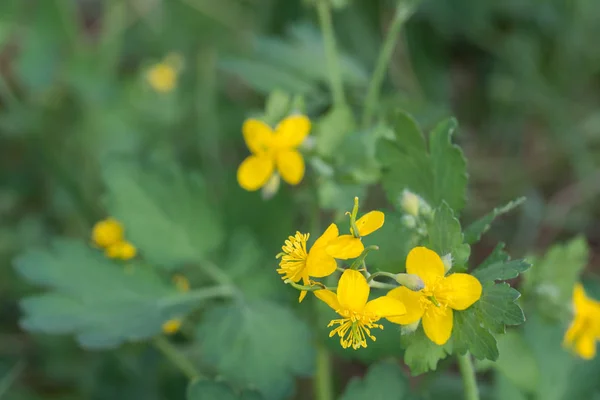 Quelidonio mayor, mayor celidonia, nipplewort, flor amarilla —  Fotos de Stock