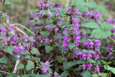 lamium maculatum ölü ısırgan çiçekleri benekli