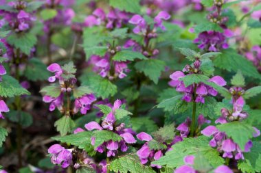 lamium maculatum ölü ısırgan çiçekleri benekli