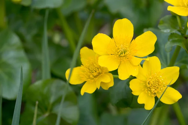 Caltha palustris, marsh-marigold kingcup flores de primavera amarillas —  Fotos de Stock