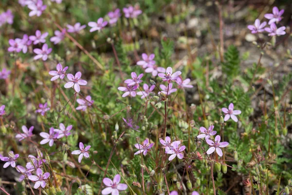 Erodium cicutarium, filaree a fusto rosso, fiori di pinweed — Foto Stock