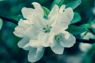 dal üzerinde elma beyaz çiçekler 