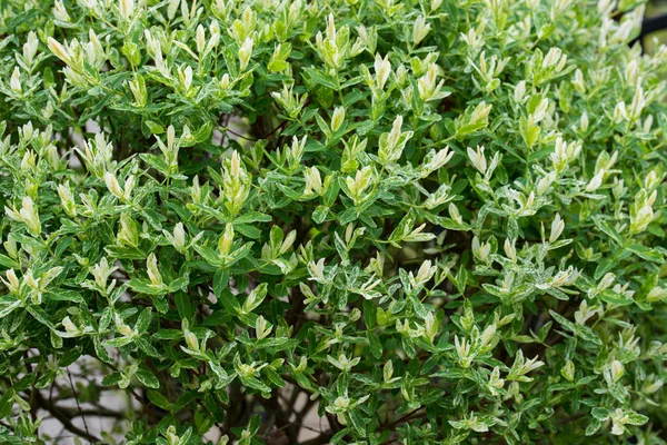 Salix integra decorative garden plant white and green leaves — Stock Photo, Image