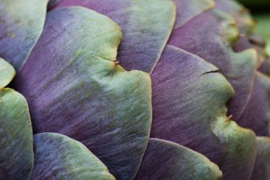 ham taze atrichote makro